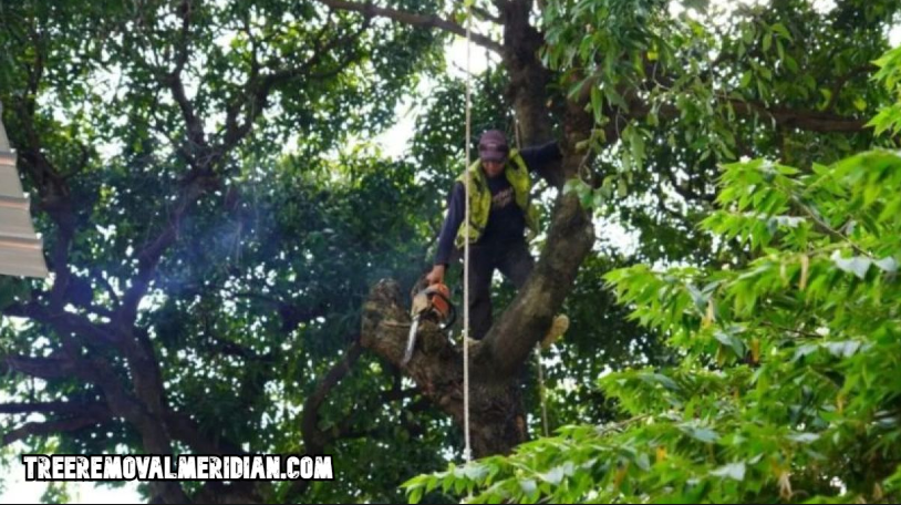 Pohon Rawan Sempal di Jakarta Selatan
