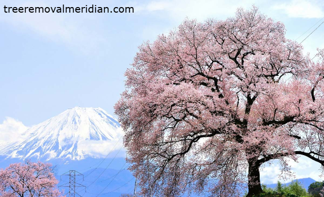 Pemangkasan Pohon Sakura: Seni Brutal di Balik Keindahan Mekarnya